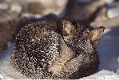 数毛社测评次世代主机《战地2042》：124人对局仍有掉帧情况